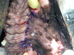 -北京赛佳动物医院