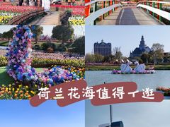 -荷兰花海