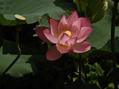 -荔湾湖公园