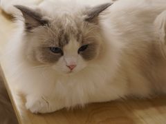 -有喵·猫咖·狗咖·30几只猫10只小狗(岗厦店)