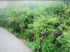 -太湖湖滨国家湿地公园-停车场
