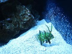-西雅图水族馆