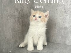 -小猫来了·猫舍(红山六九七九店)