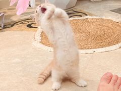 -艾贝尔宠物医院·狂犬免疫点(江山金象城店)