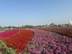 -荷兰花海