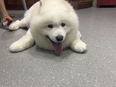 -心仪动物医院·牙专科·肿瘤·心脏科(西客站院)