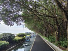 -大湾区中央湿地公园