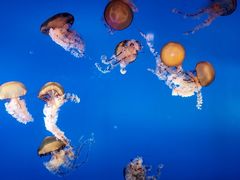 -太平洋海底世界