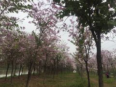 -广东花都湖国家湿地公园