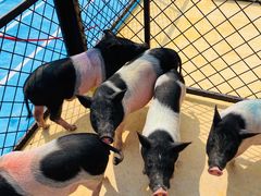 -太阳岛度假酒店