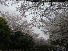 -武汉大学-樱园