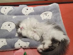 -babydoll猫舍·米努特·德文·缅因(久光中心店)