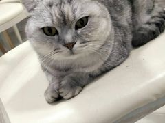 -喵的天空名猫咖啡馆·撸猫·猫舍·用品