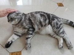 -Catmate·猫肥家润(金润铂宫店)