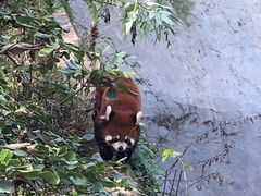 -成都大熊猫繁育研究基地