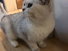 -猫尾侦探俱乐部·剧本杀·狼人杀