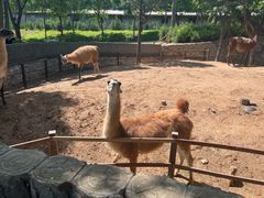 -石家庄市动物园