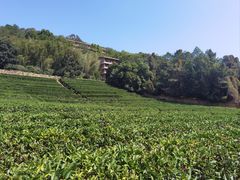 -雁南飞茶田景区