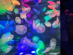 -合肥海洋世界