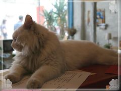 -Babycat私家御饼屋(龙头路一店)