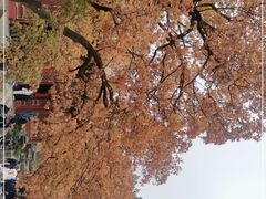 -香山公园