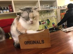 -猫色咖啡·猫咖