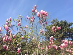 -北京西山国家森林公园