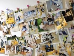 -Husky Go! 哈士奇体验馆·宠物咖啡厅狗咖