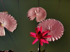 -国家植物园南园