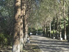 -沈阳鸟岛
