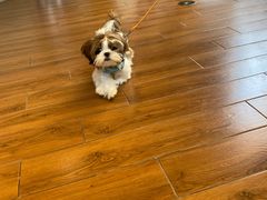 -顺强宠物诊所·狂犬免疫·夜诊·骨科(嘉定店)
