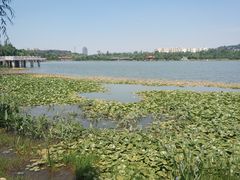 -洛龙公园