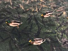 -莱茵瀑布