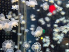 -太平洋海底世界