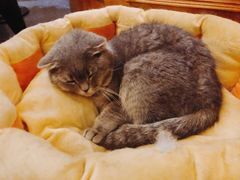 -猫色咖啡·猫咖