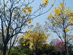 -东莞植物园