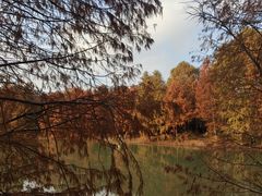 -上海海湾国家森林公园