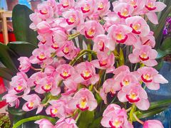 -双季花艺园艺市场(浦东店)
