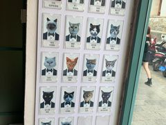 -喵屿·大理花园猫咖