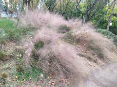 -白鹭湾湿地公园