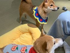 -逗柴咖啡屋·狗咖猫咖宠物桌游