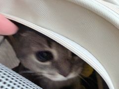 -半岛宠物医院24小时(科华中路店)