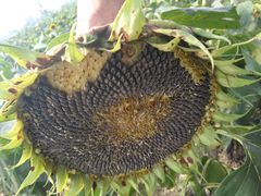 -中国天府农业博览园