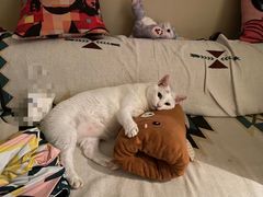 -创凡宠物医院·骨专科  猫科中心(西乡分院)