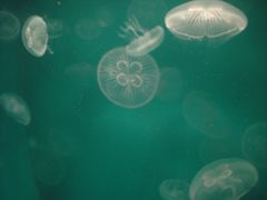 iphone_upload_pic-常州海昌海洋探索馆
