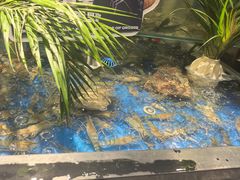 -亚马逊蒸汽活海鲜自助(LCM置汇旭辉广场店)