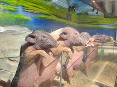 -正佳雨林生态植物园