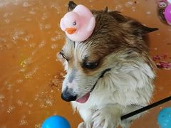 -宠颐生中康贝怡动物医院