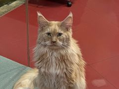 -和它·交个朋友·狗咖猫咖(爱琴海店)
