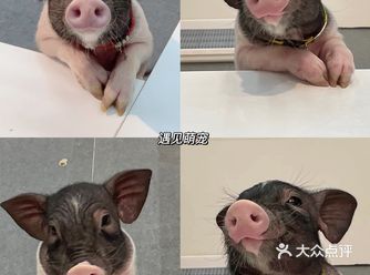在印象汇发现一家萌宠体验馆  全新2